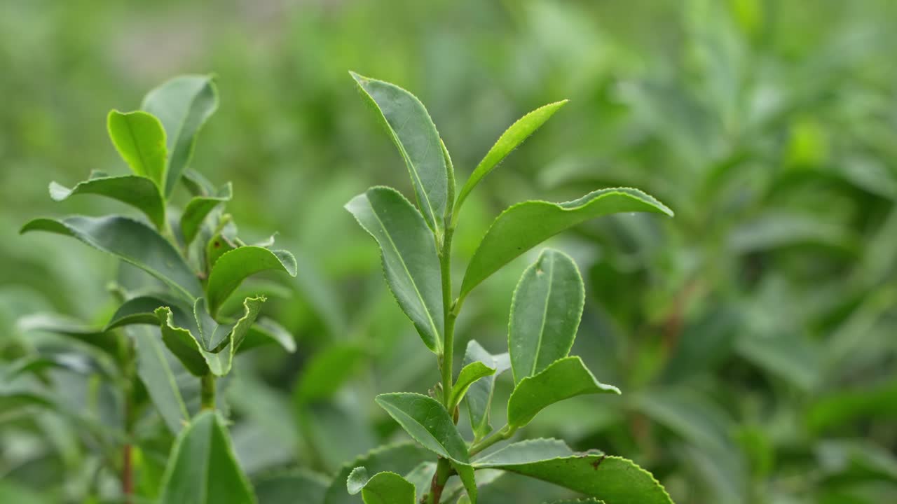 A beautiful tea garden on the hills of Darjeeling. Darjeeling tea is world famous for its taste and aroma. Darjeeling tea is mainly grown on the sloping lands of the hills