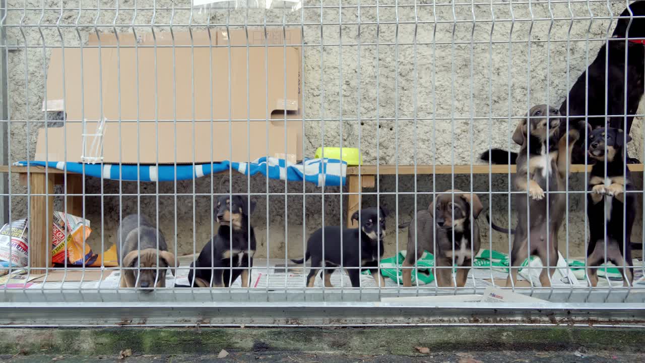 Playful puppies in kennel, exploring and curiously observing surroundings