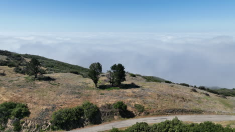 santa barbara california, view of trees above the clouds.
