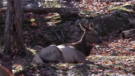 alce hembra durmiendo en el bosque soleado slomo