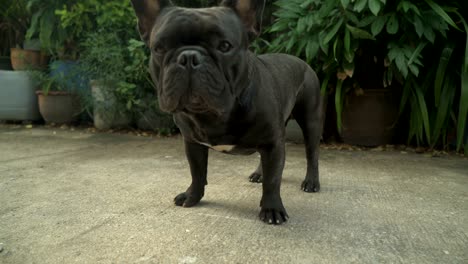 4k close up black french bulldog walking.