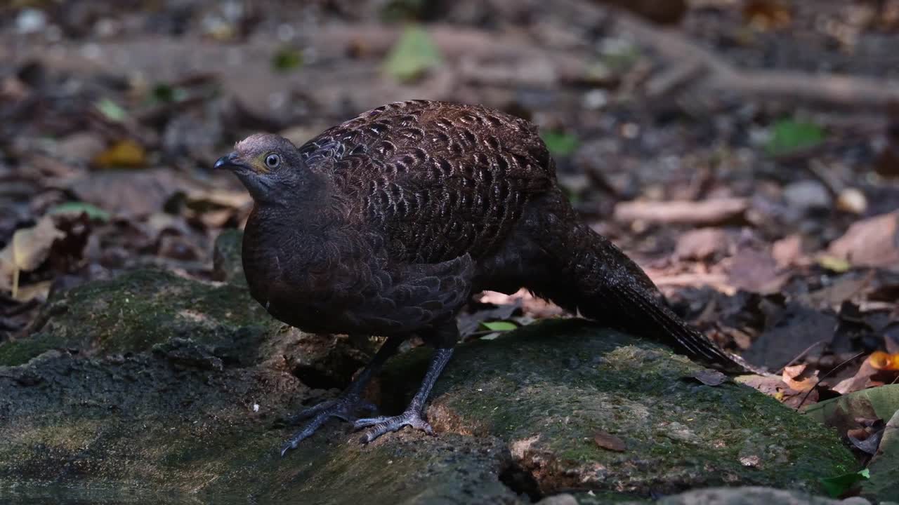 bebiendo agua en lo profundo del bosque durante el verano y girando la cabeza hacia la derecha, pavo real gris-fazán polyplectron bicalcaratum, hembra, tailandia