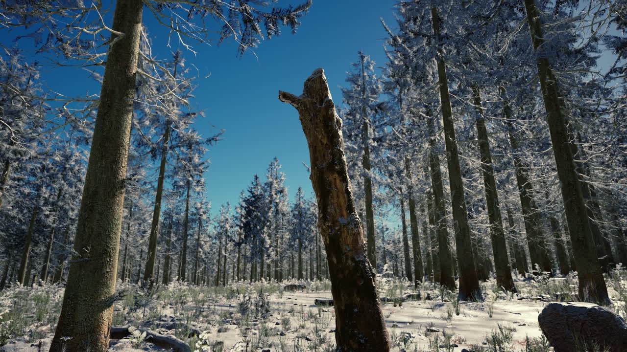 paisaje de invierno con un bosque de coníferas en los rayos de la puesta de sol