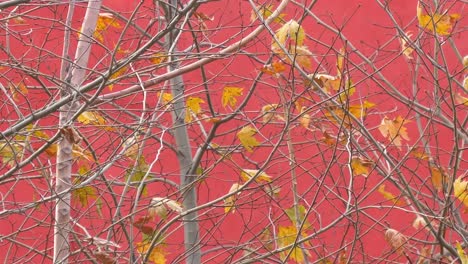 bare tree branches with autumn leaves against a red wall