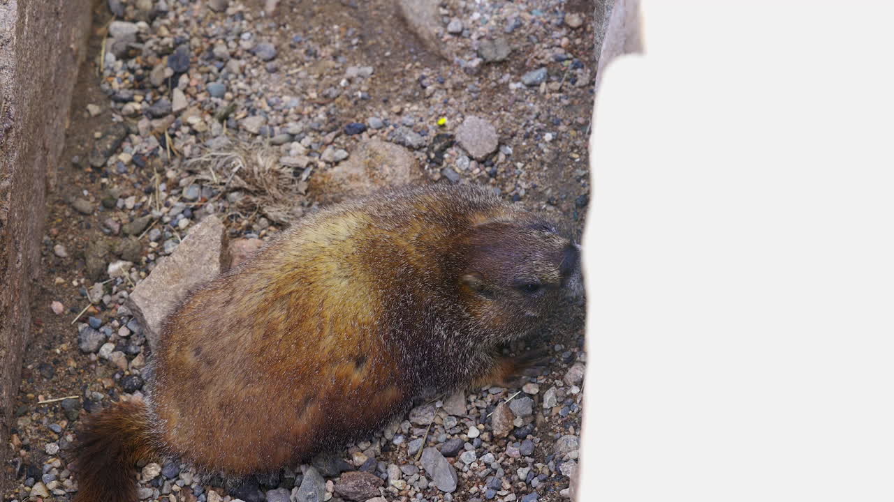 Rocky Mountain marmot licking rocks