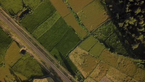 agricultura agricultor tierra en drone aéreo disparado volar sobre el campo de la granja en la primavera temporada de verano cosecha cultivar trabajando en la tierra gente local vida tradicional trabajo familiar campo aldea rural gilan