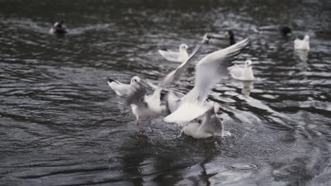 Möwe-Fliegt-über-Das-Wasser-Und-Versucht,-Etwas-Zu-Essen-Zu-Fangen-1