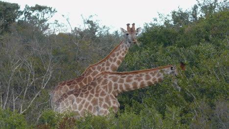 las jirafas salvajes masai comiendo sudáfrica