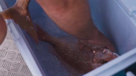 poner pargo rojo recién capturado en una caja de refrigeración con hielo, cerrar