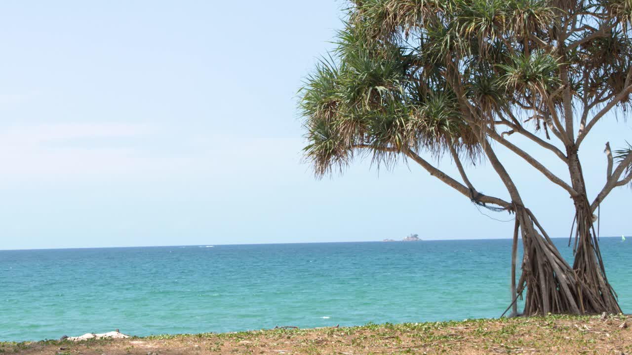 A static wide shot of a pandanus tree against the turquoise Andaman Sea in Phuket