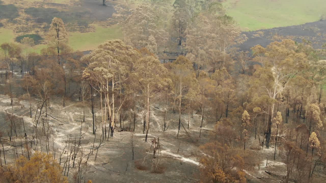 Forest After Wildfire with Burnt Trees and Recovery Greenery, Australia