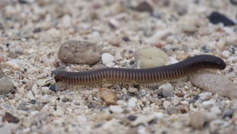 Close-Up-of-Centipede-crawling-on-sandy-beach