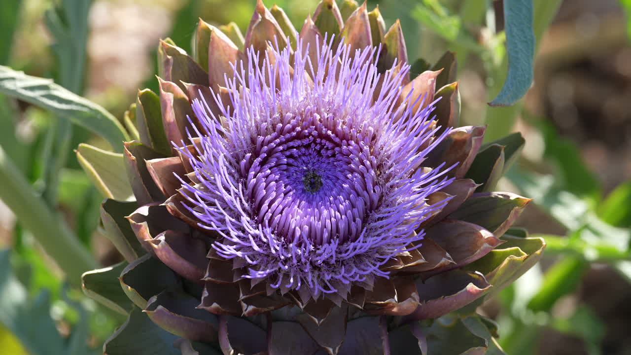 Close Up of Vibrant Artichoke Flower in Bloom