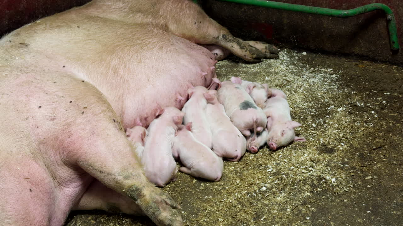 Pig family growth, farming breeding productivity, agricultural industry