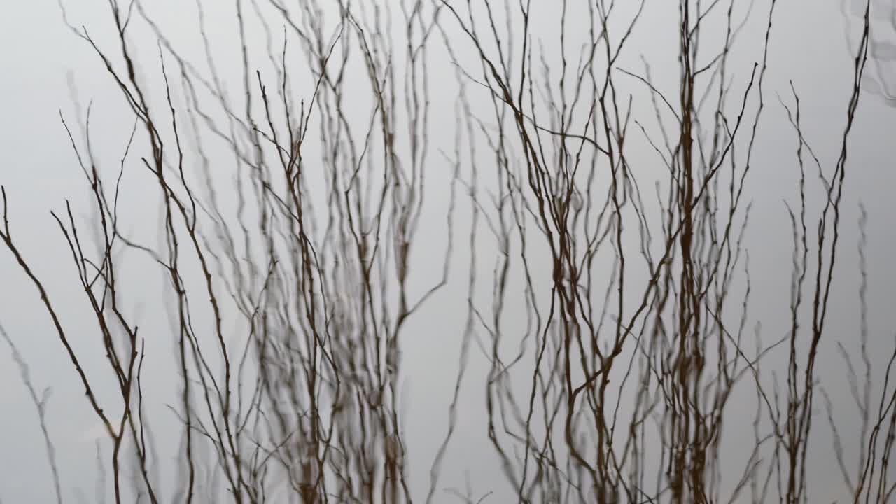 Reflection of bare, winter branches in surface of water