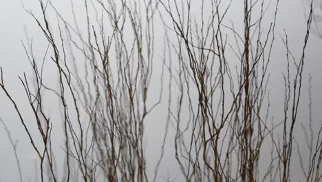 reflection of bare, winter branches in surface of water