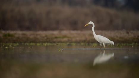 Der-Große-Weiße-Reiher-Beim-Fischen