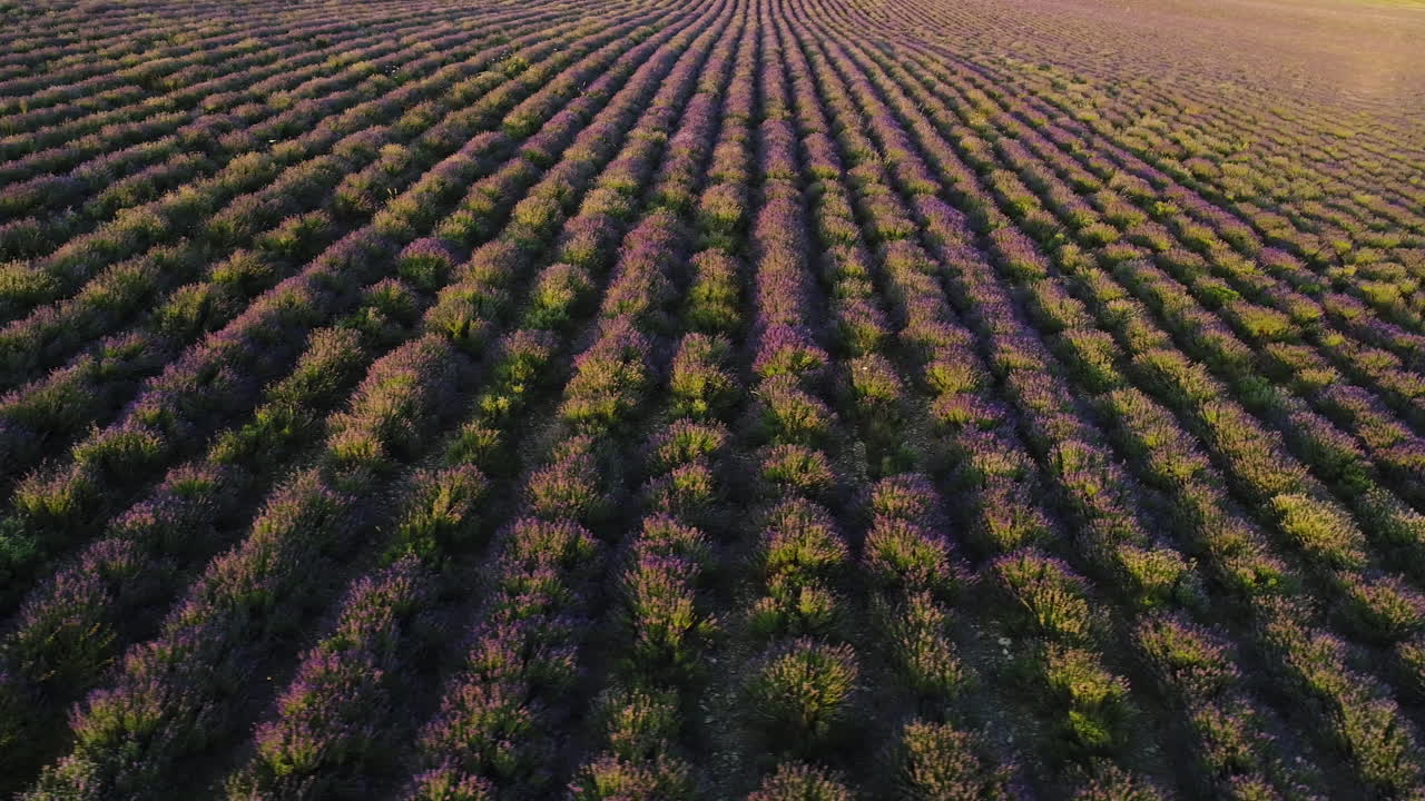 campo de lavanda visto desde el aire