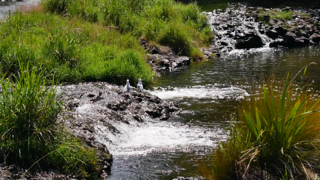 toma panorámica del arroyo que fluye hacia el lago natural durante el día soleado en el parque nacional kerikeri