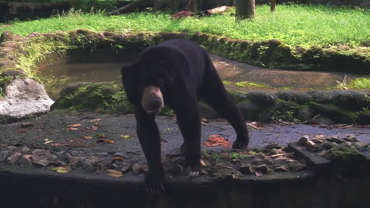 un oso negro americano deambulando y olfateando en su territorio