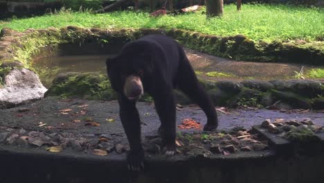 An-American-Black-Bear-Wandering-Around-And-Scent-In-Its-Territory