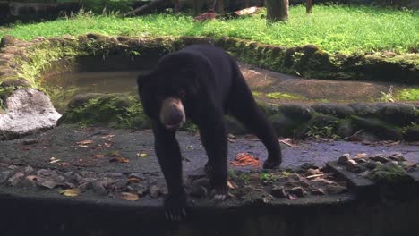 un oso negro americano deambulando y olfateando en su territorio