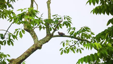 Gelassenheit-In-Der-Natur:-Gefleckte-Taube-Beobachtet-Vom-Ast-Aus