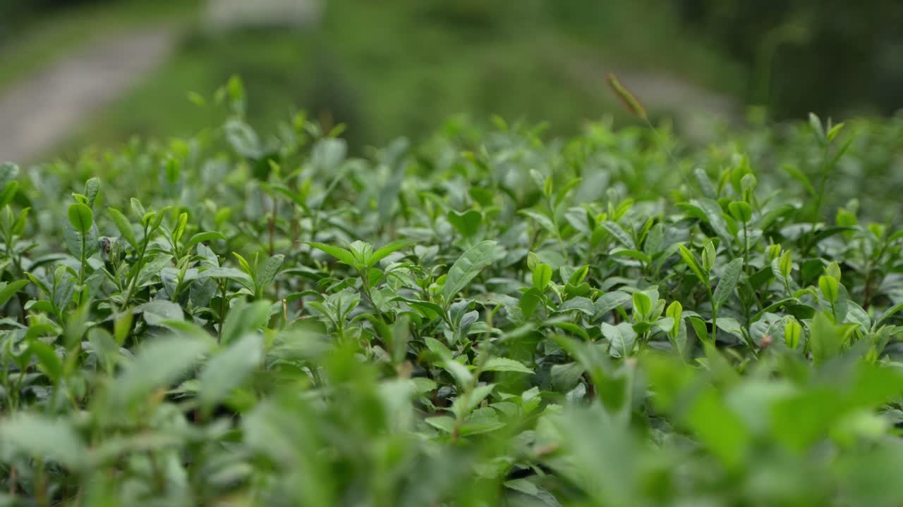 Darjeeling tea leaves are world famous for their texture and aroma
