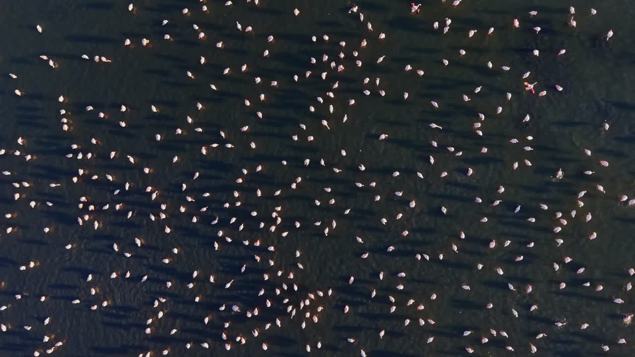 Flamingos gather in large group on a dark water surface during daytime