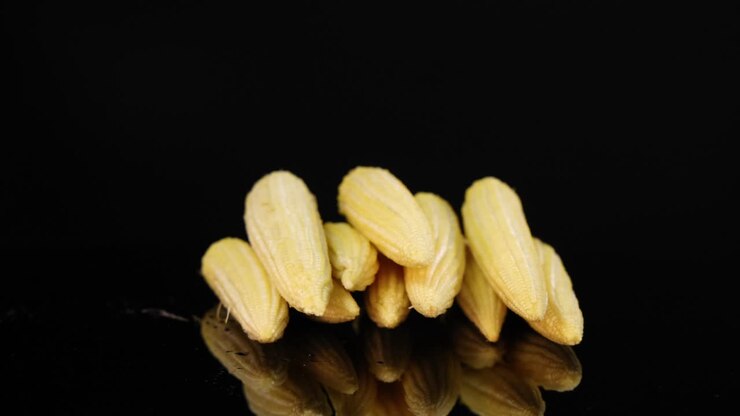 Baby corn rotates on a glossy black surface with dramatic lighting, highlighting texture and form in a seamless loop