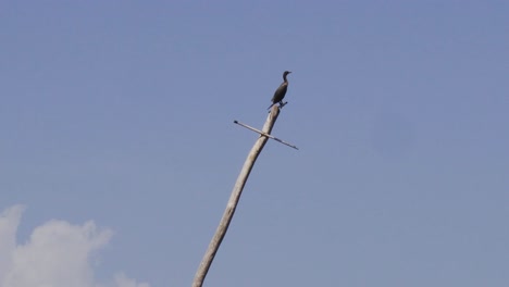 pájaro posado en un viejo mástil del naufragio en un día soleado