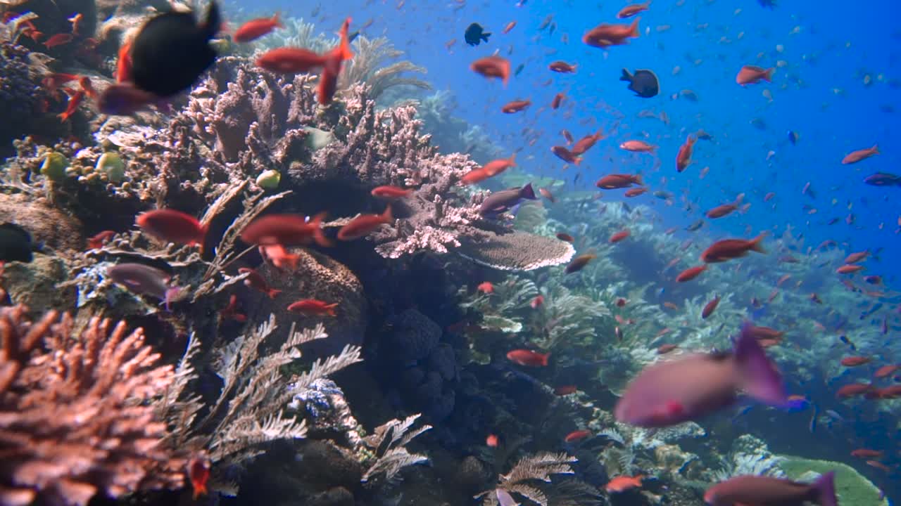el arrecife de coral hace una explosión de colores cuando el arrecife pulsa de pequeños peces anthias rojos junto con corales vivos saludables