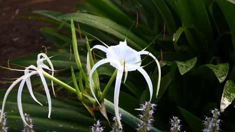 alligator lily flower in a garden