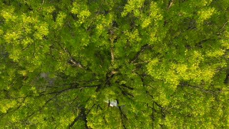 Eine-Langsame,-Filmische,-Von-Oben-Nach-Unten-Rotierende-Aufnahme-Einer-Einsamen-Ahorn-Birken-Ulmen-Zusammenfassung