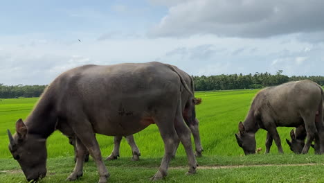 close up of indonesian buffalo herd eating grass in countryside of java island