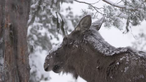 Joven-Alce-Cubierto-De-Nieve-Paseando-Por-El-Frío-Bosque-Sueco-Congelado---Primer-Plano-Medio-Largo