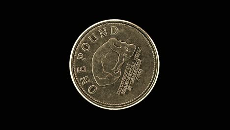 gibraltar 2013 one pound coin reverse with neanderthal skull commemorative design rotating on black background