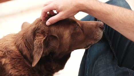 Un-Hombre-Acariciando-A-Su-Perro-Labrador-Marrón