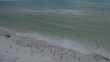 Bandada-De-Aves-Migratorias-En-La-Playa-De-Arena-De-La-Entrada-De-La-Colina