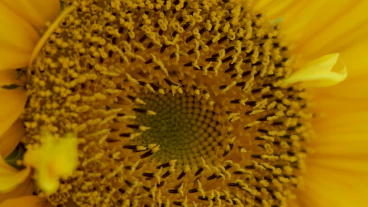 Macro view of sunflower head as small insect moves across, natural daylight, steady camera