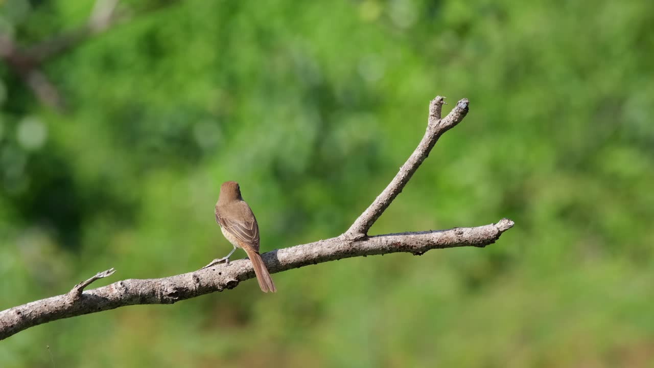 visto desde atrás posado en una rama desnuda mientras mira a la derecha y luego a la izquierda durante un día ventoso y brillante, alcaudón marrón, lanius cristatus, phrachuap khiri khan, tailandia