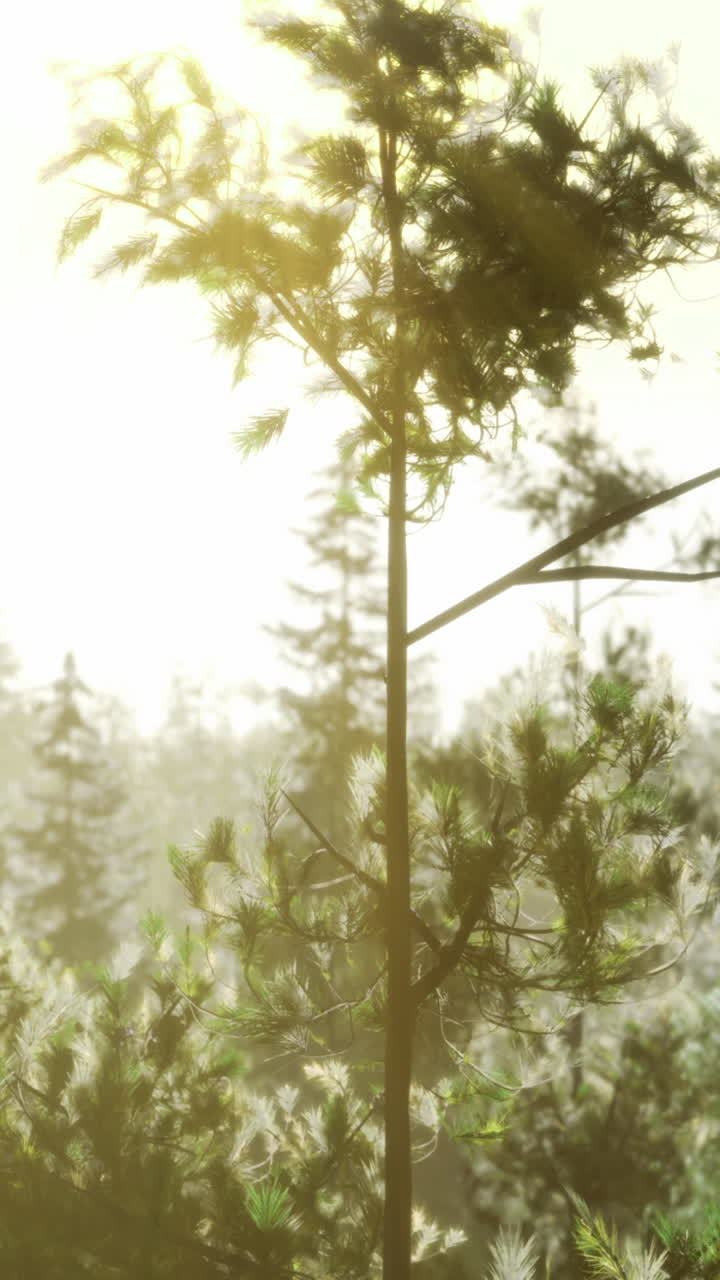 Sunlight filtering through tall trees in a peaceful forest during early morning