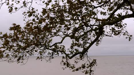 branches swaying with the wind and the sea in the background