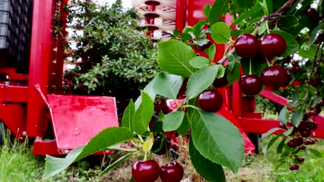 picking cherries on a plantation