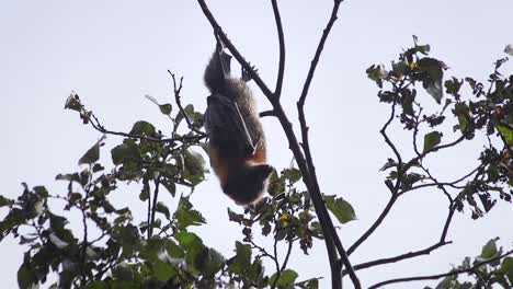 Fledermaus-Hängt-Kopfüber-Im-Baum-Und-Schaut-Sich-Tagsüber-In-Australien,-Gippsland,-Victoria-Maffra-Um