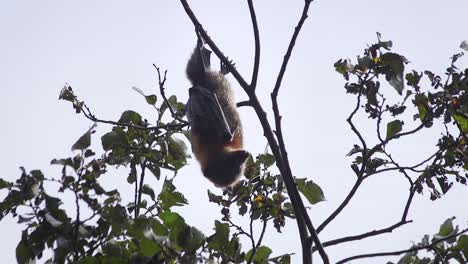 murciélago colgando al revés en el árbol mirando alrededor de australia gippsland victoria maffra de día