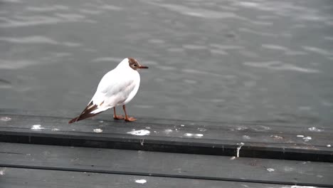 Primer-Plano-De-Una-Hermosa-Gaviota-De-Cabeza-Marrón-Que-Parece-Confundida,-De-Pie-En-El-Muelle-Con-Agua-Borrosa-En-El-Fondo