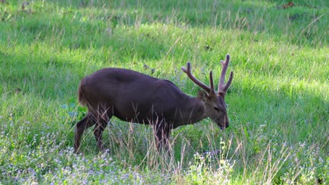 Indischer-Schweinehirsch,-Hyelaphus-Porcinus