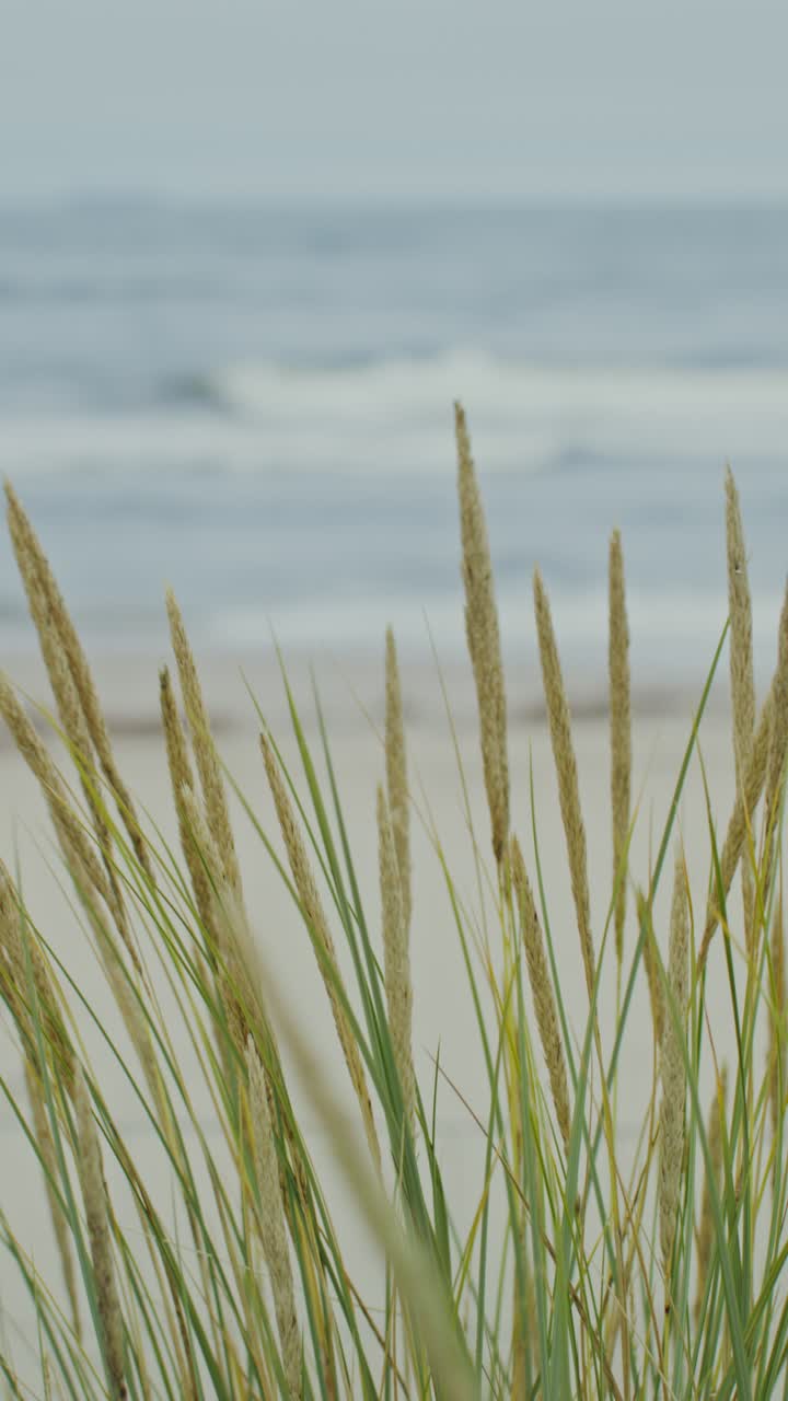 Grass on the beach near the sea