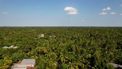 flight over the tropical palm trees of coconut plantations in bến tre, vietnam, asia